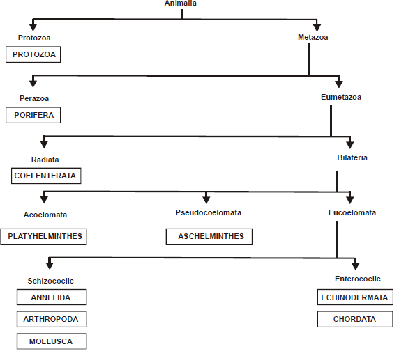 animal-classification-non-chordata-assignment-help-zoology-biology